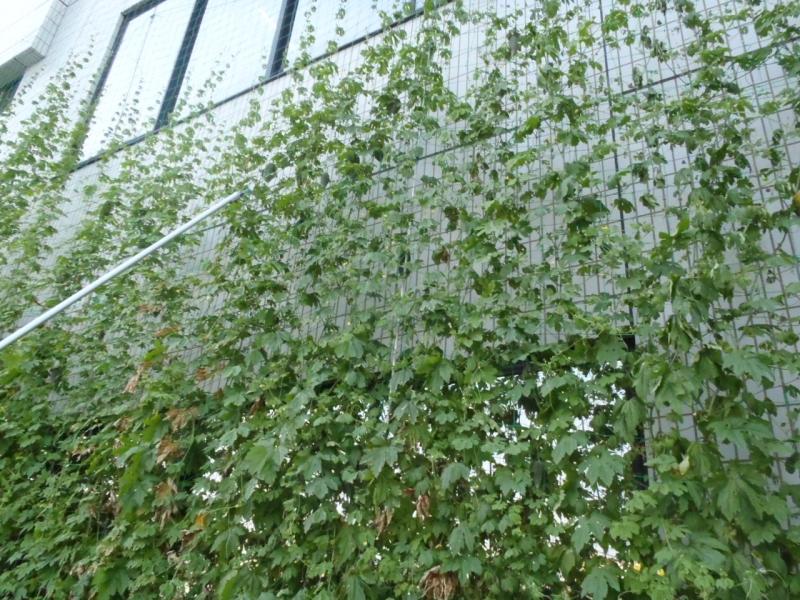 ゴーヤの大量収穫 ゴーヤ日記